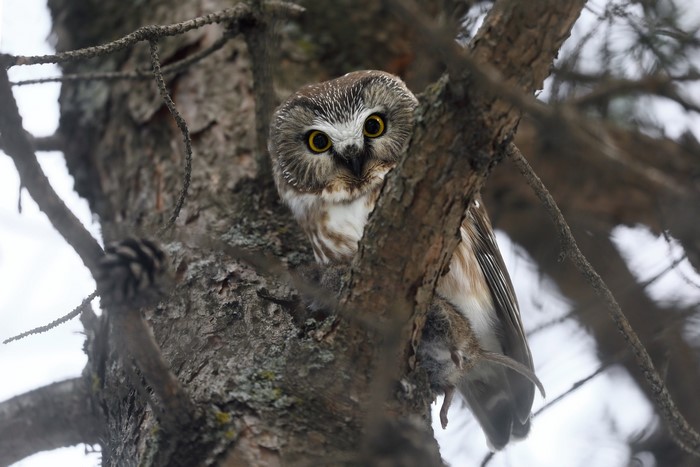 Northern Saw-whet owl perched on a tree branch