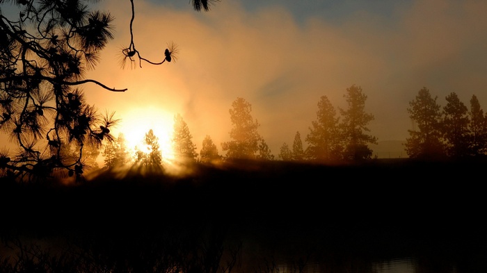 Sunrise over a misty forest with pine branches