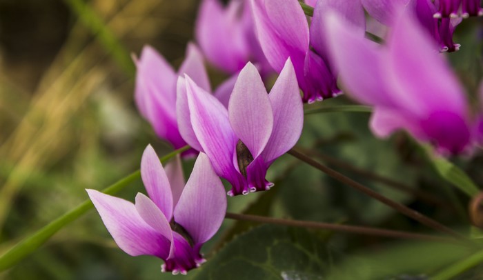 Pink Cyclamen Flowers