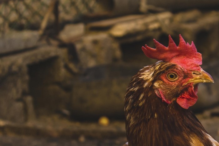 Close-up of a chicken's head and neck