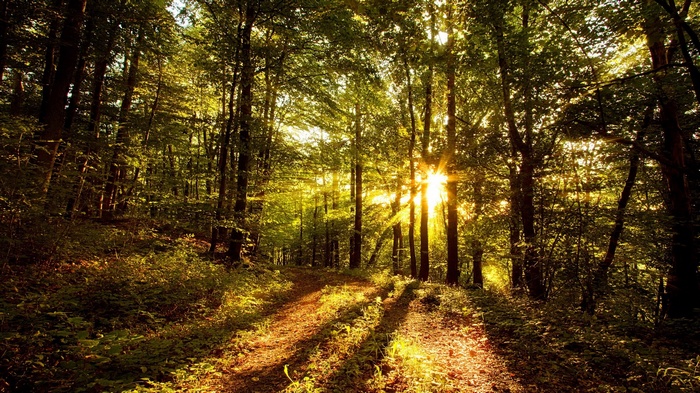 Sunlight filtering through a forest path