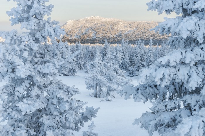 Snow-covered trees in a winter forest with mountains