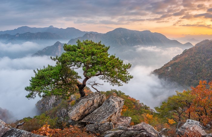 Pine tree on rocks with misty mountains at sunrise