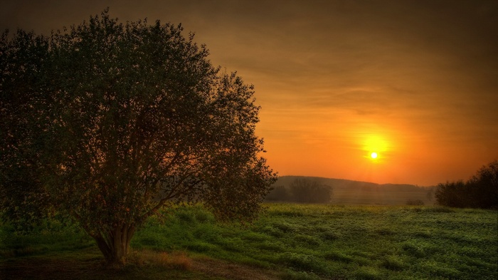 Tree in a field at sunset