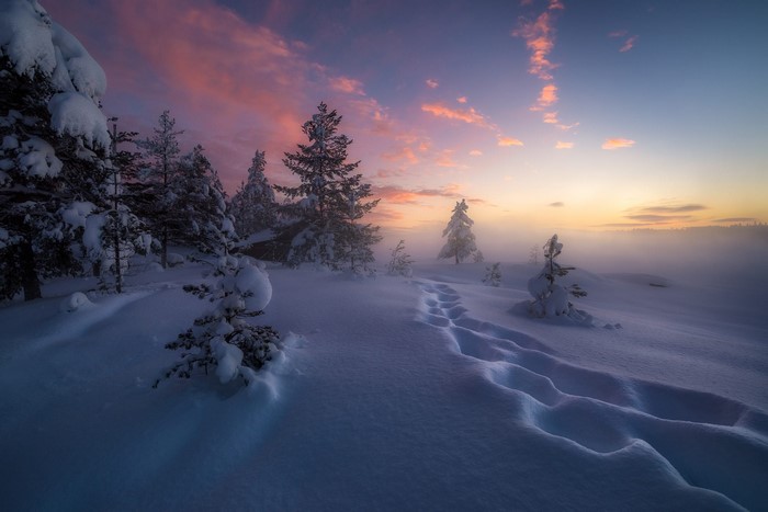 Snowy forest landscape at sunset with pink clouds