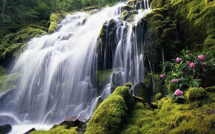 Mossy waterfall with pink flowers