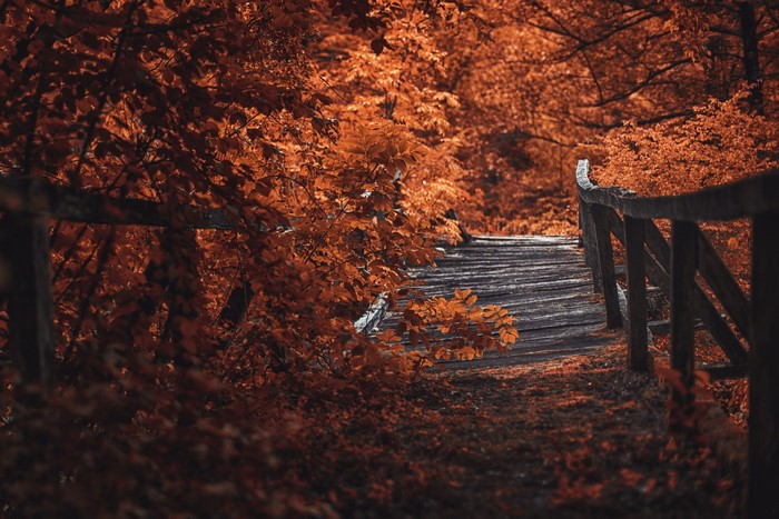 Wooden bridge in an autumn forest with orange leaves