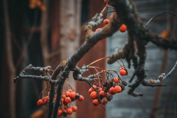 Red berries on a tree branch in fall