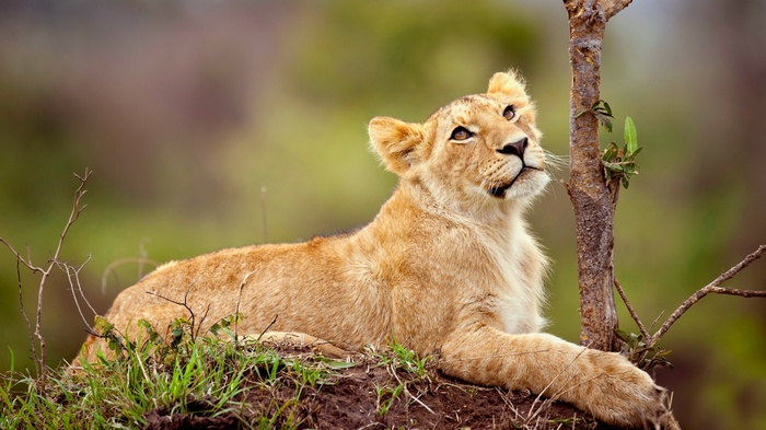Lion cub resting near a tree