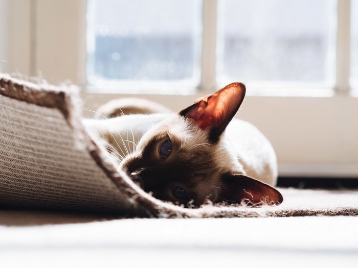 Siamese cat lying on a carpet in sunlight