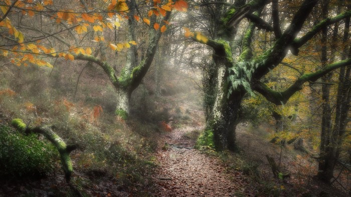 A misty forest path with autumn leaves and mossy trees