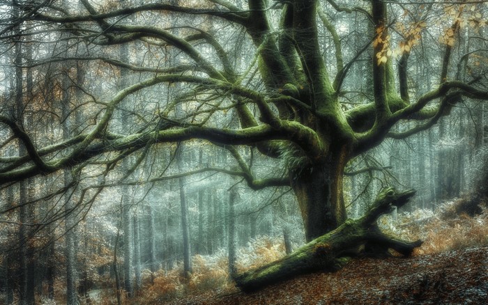 Moss-covered ancient tree in a misty forest