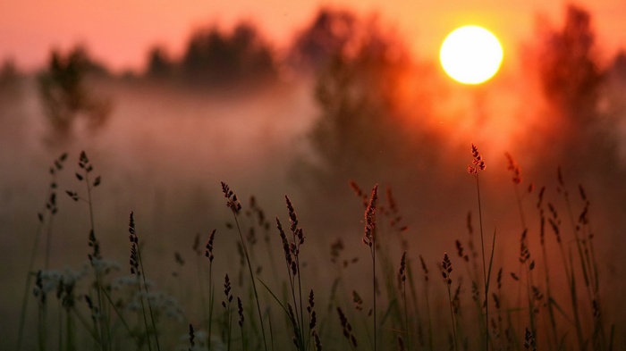Sunrise over a misty field with tall grass