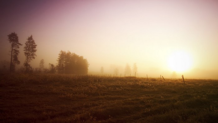 Misty sunrise over a field with trees and fence posts