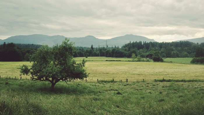 Rural landscape with rolling hills and trees