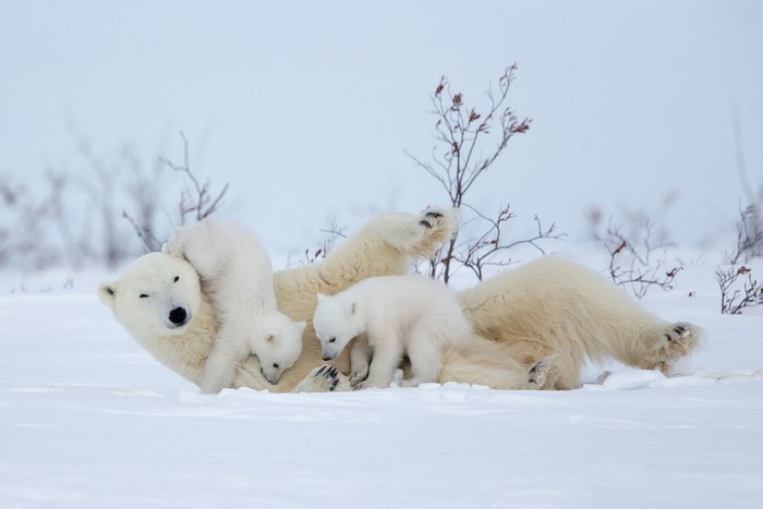 Playful Polar Bear Cubs in the Snow