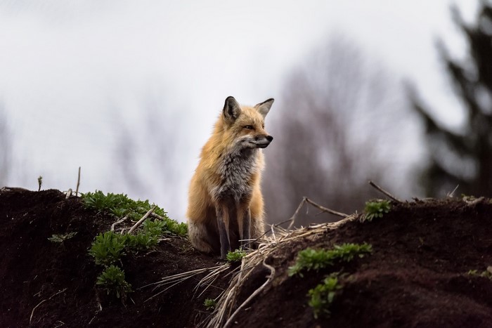 A fox sits on a dirt mound with green plants