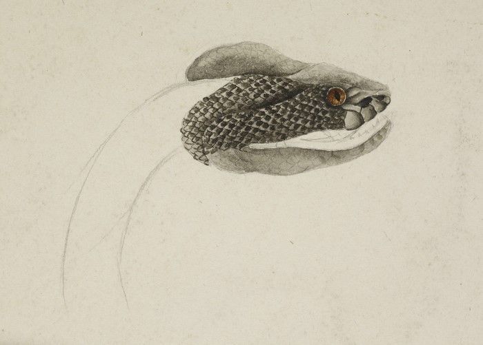 Watercolor painting of a snake's head