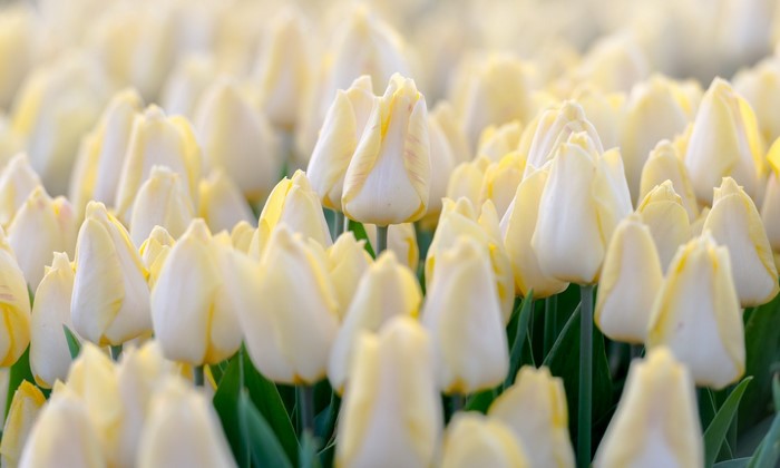 Field of white and yellow tulips
