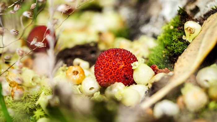 Red wild fruit among plants and moss