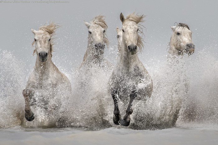 Four white horses running through water