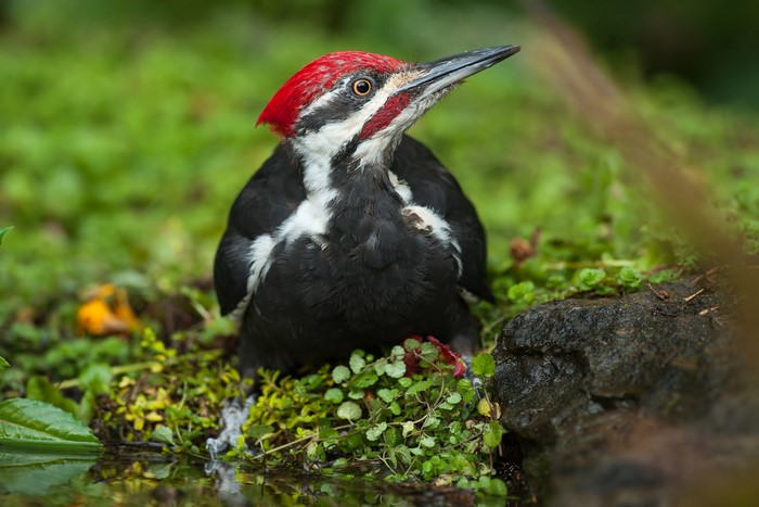 Pileated woodpecker bird on the ground