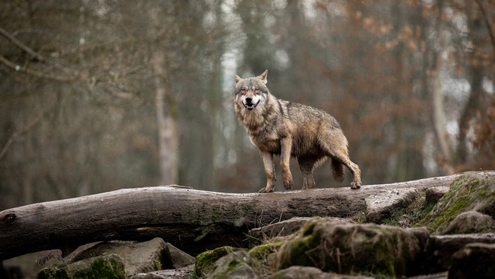 Wolf standing on a log in a forest
