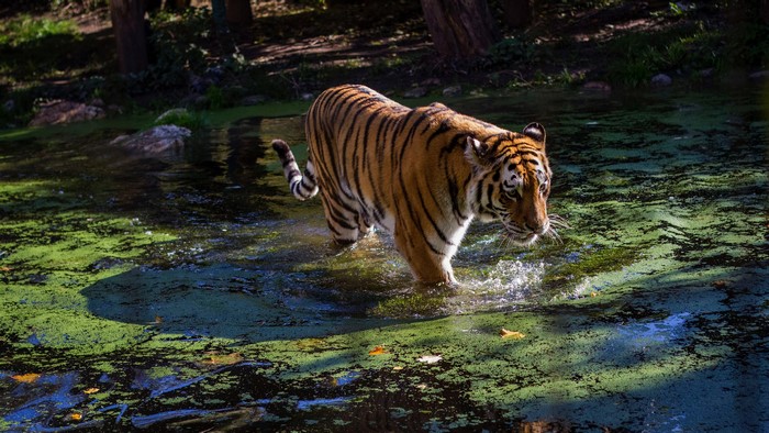 4K Tiger Walking Through Water
