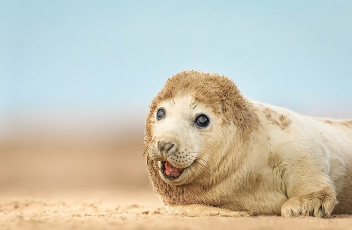 A cute seal pup on a sandy beach