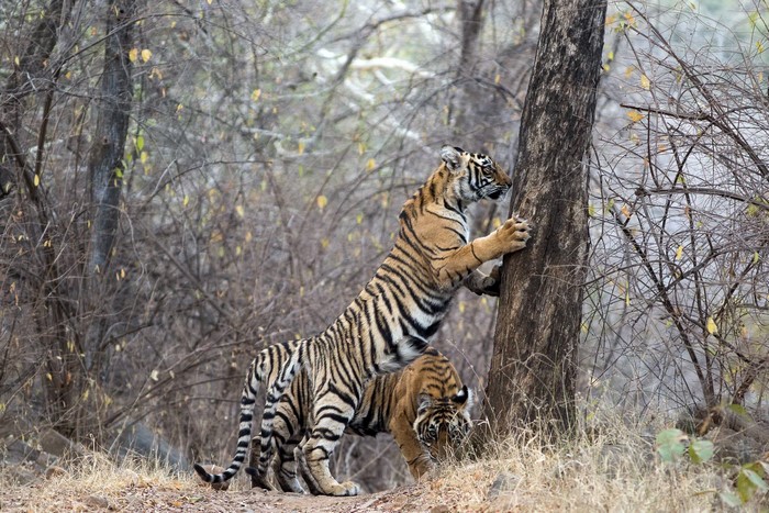 Two tigers in a forest, one climbing a tree