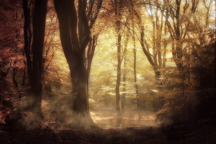 Sunlight filtering through autumn trees in a misty forest