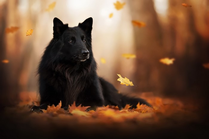 Black Belgian Shepherd dog lying in autumn leaves