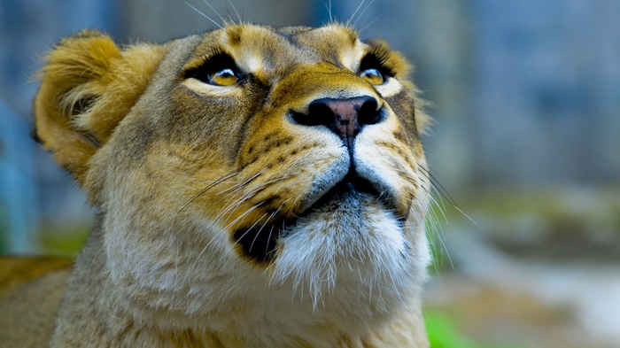 Close-up of a lioness looking up
