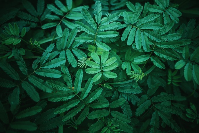 4K green leaves