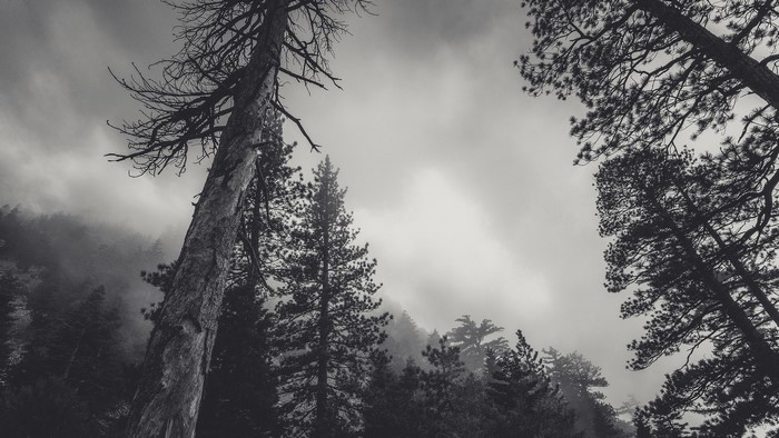 Monochrome low-angle view of a foggy forest with tall trees