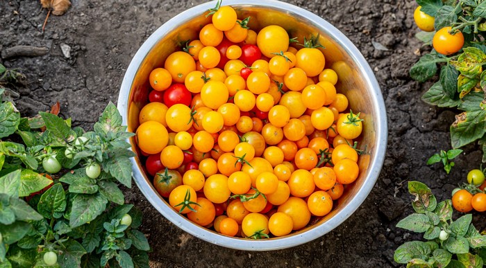 Bowl of yellow and red cherry tomatoes with plants
