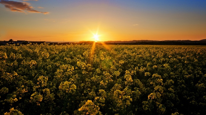 Sunset over a field of yellow flowers