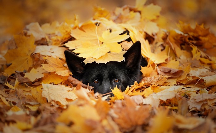 Black German Shepherd dog peeking out from autumn leaves