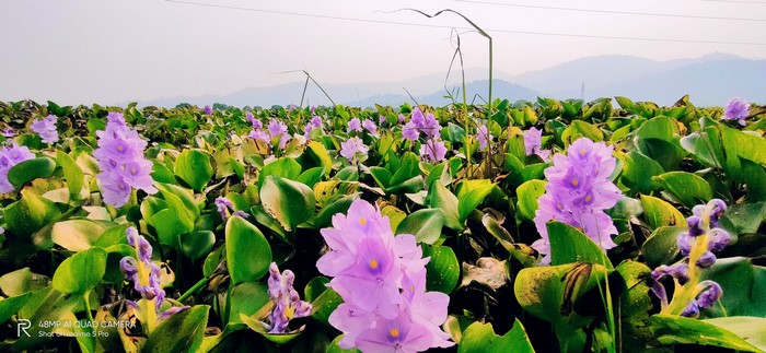 Purple Water Hyacinth Flowers in a Field