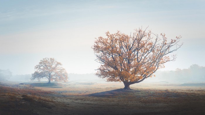 Two autumn trees in a misty field