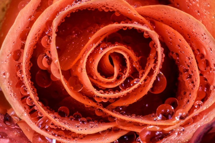 Macro shot of a red rose with water droplets
