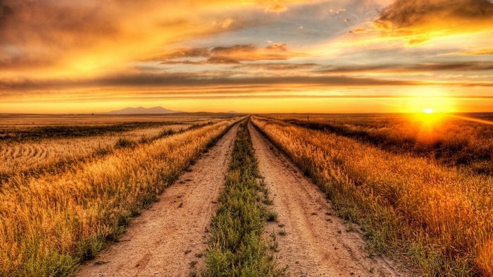 Dirt road through a golden field at sunset