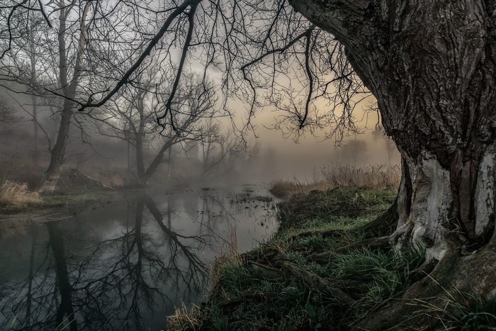 Misty river with bare trees and reflections