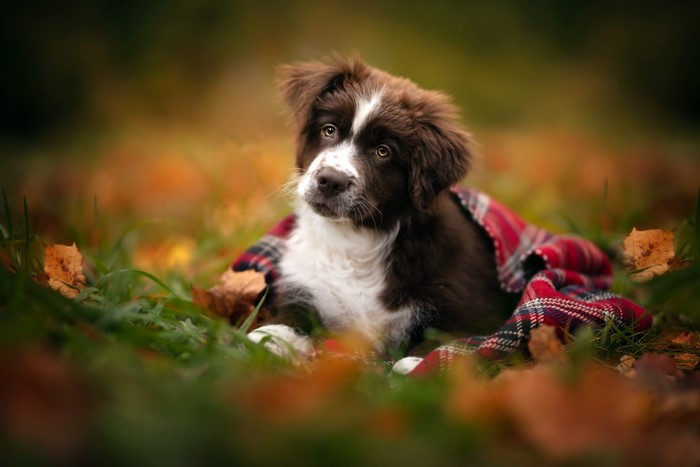 Brown puppy wrapped in a plaid blanket outdoors