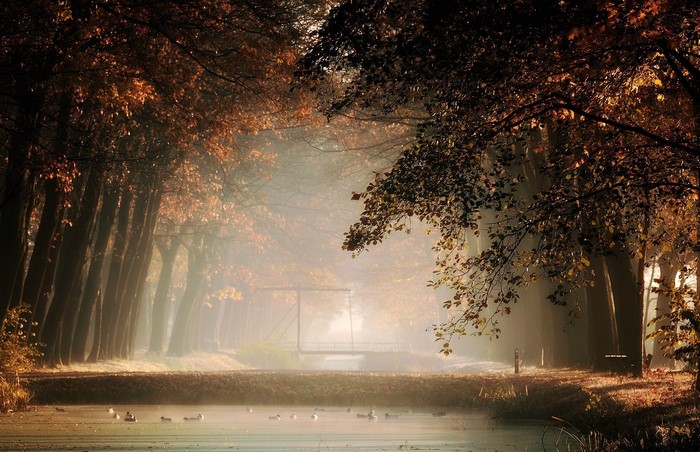 Autumnal park with a canal and ducks