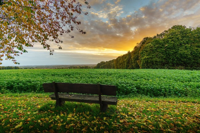 Wooden bench in a field at sunset