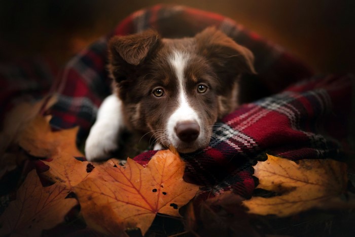 Brown and white puppy wrapped in a plaid blanket with autumn leaves