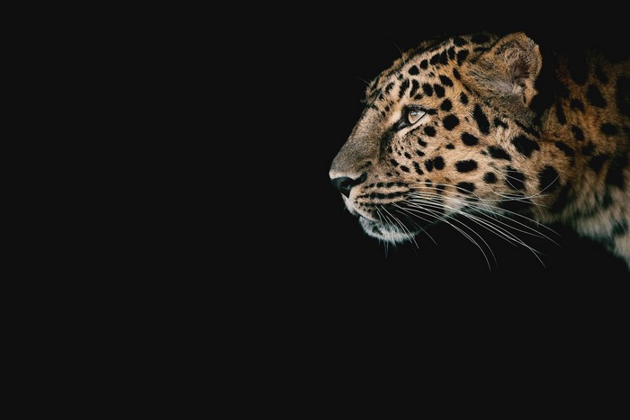 Leopard profile on a black background