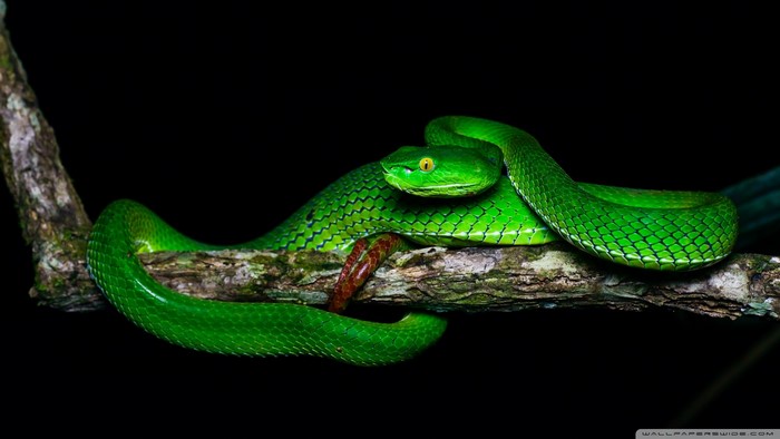 Green snake coiled on a tree branch