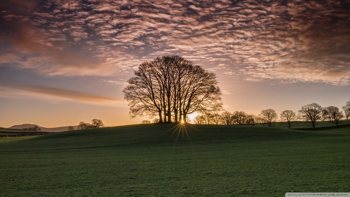 Silhouette of trees at sunset with clouds
